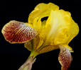 Yellow Iris